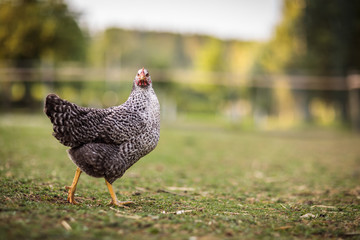 Hen in a farmyard (Gallus gallus domesticus)