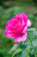 Soft focus beautiful pink rose with blur nature background, Thailand