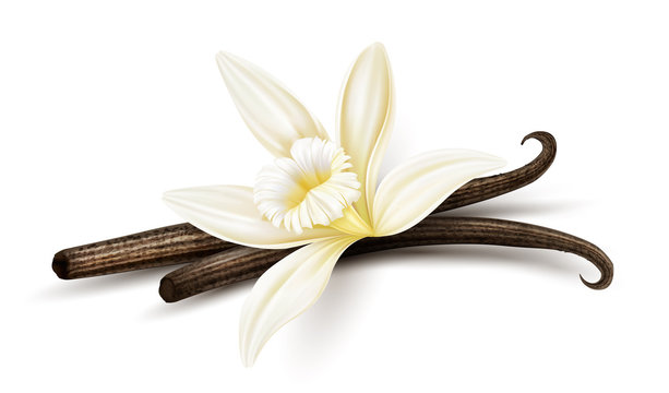 Vanilla flower with dried vanilla sticks. Realistic food cooking condiment. Aromatic seasoning ingredient for cookery and sweet baking, Isolated on white background. Eps10 vector illustration.