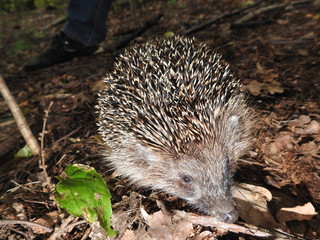 Hedgehog close up