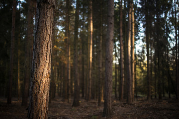 Lovely autumnal forests lit by warm late afternoon sun