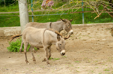 Donkeys Farm Animal brown colour close up cute funny pets (The donkey or ass, Equus africanus asinus is a domesticated member of the Equidae or horse family)