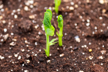 A newly sprouted pea shout about to open its leaves