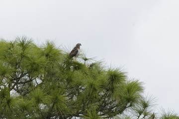 Birds at the local nature preserve