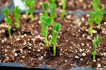 Newly sprouted peas growing in a garden tray