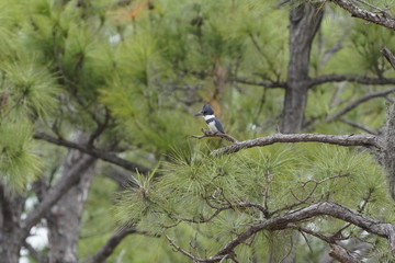 Birds at the local nature preserve