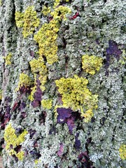 Gray tree bark with colorful mossy textured background images.