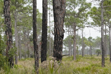 Fototapeta premium Birds at the local nature preserve