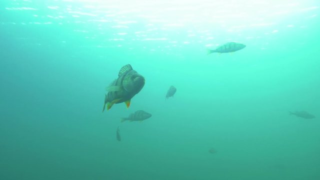 Close-up view of a big perch swimming in clear-watered lake