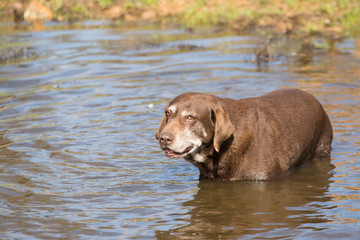 Old chocolate labrador dog sitting in pond water.