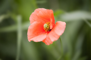 Eine einzelne Mohnblüte hervorgehoben in grüner Umgebung