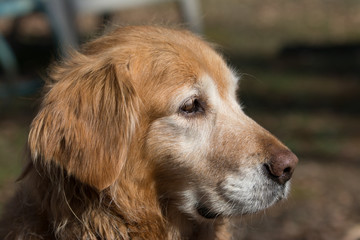 Old senior Golden retriever dog portrait headshot .