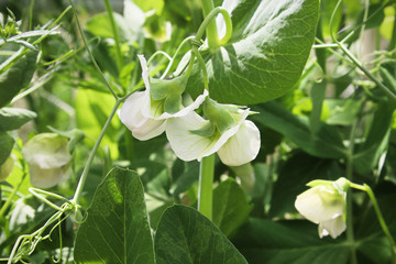 Various pea flowers growing in the garden