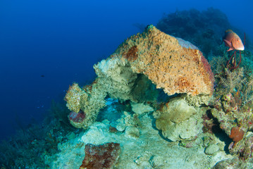This very sad sight is a centuries old barrel sponge  collapsing due to having caught a disease. The structure is dying at an irreversible rate and symbolizes the death of the underwater world 
