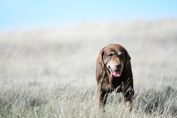 Old chocolate labrador retriever dog walking.