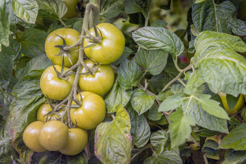 Tomatoes ripening on a bunch