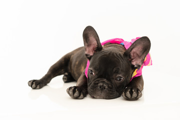 French bulldog puppy