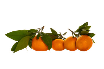 Four fresh and juicy tangerines with green leaf isolated on a white background. Fruit composition. Side view
