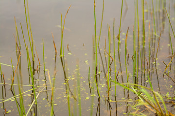 Green grass reed growing in water pond.