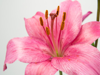 Naklejka na ściany i meble beautiful pink lilium flower on white background