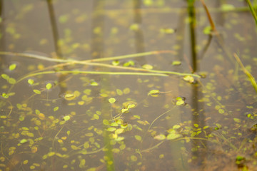 Green grass reed growing in water pond.