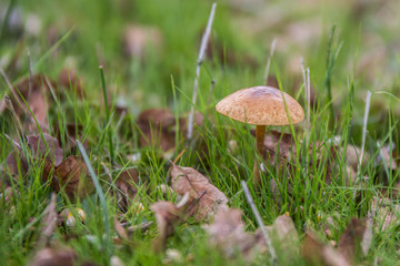 Small mushroom growing in green grass.