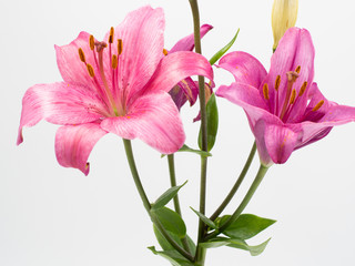 beautiful pink lilium flower on white background