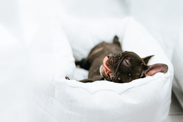 French bulldog sleeping in bed