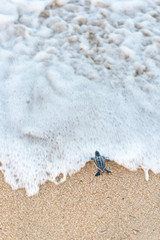 Leatherback hatchling rushing to the water at Trinidad and Tobago