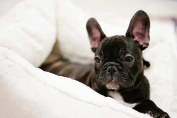 french bulldog lying on bed