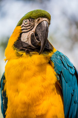 Wading bird at the Rookery