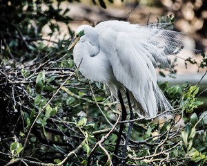 Wading bird at the Rookery