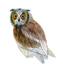 Realistic brown owl made in watercolor. Isolated on a white background. Watercolor illustration stock.