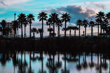 Obraz premium Panama City Beach Florida Palm trees reflecting off of beautiful pond