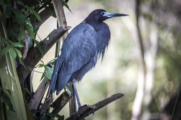 Wading bird at the Rookery