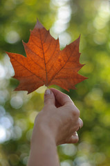 maple leaf in a woman's hand