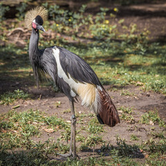 Wading bird at the Rookery
