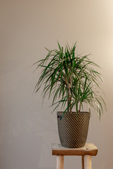 Portrait of a Dragon Plant Against a Grey Background