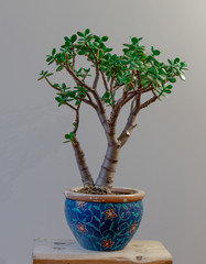 Portrait Shot of a Potted Jade Plant Against a Grey Background © Matthew