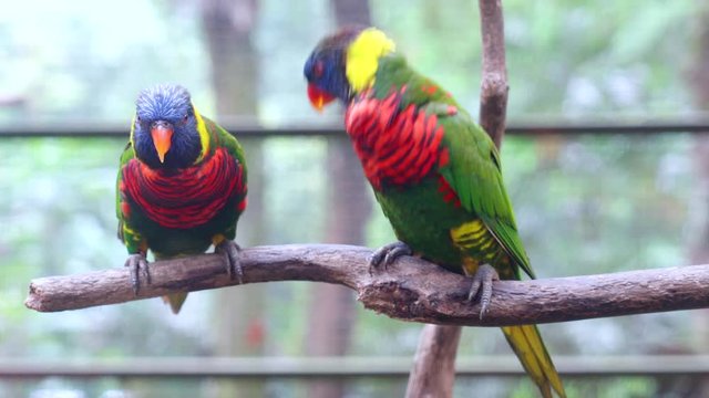 Couple rainbow lorikeets doing courtship rituals