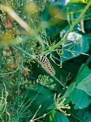 Schwalbenschwanz Raupe auf Dill Planze