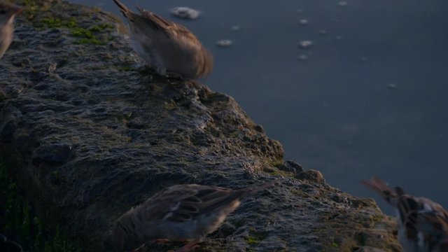 Seagulls And Sparrows On Rocks In Sea. Summer Moning. Black Sea, Ukraine, Europe	