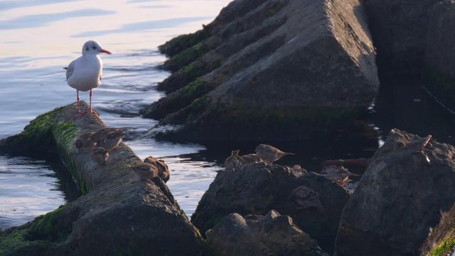 Seagulls And Sparrows On Rocks In Sea. Summer Moning. Black Sea, Ukraine, Europe	