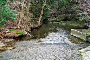 river in the forest