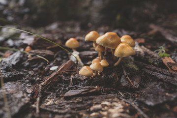 Small Brown Mushrooms