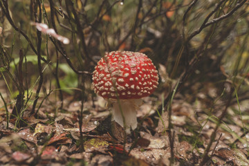 Red Agaric Mushroom