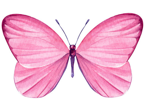 pink butterfly on an isolated white background, watercolor painting