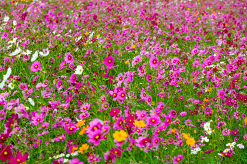 Cosmos flower pink blur green background