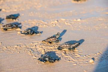 Six sea turtle hatchlings going to the water