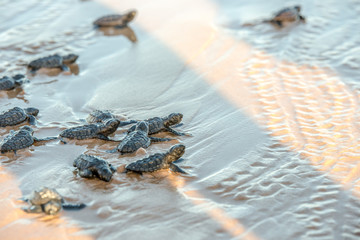 Group of sea turtle hatchlings at the beach